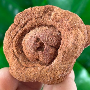 Large Stromatolite from Morocco,Raw Stromatolite Fossil,rough fossilized algae for grounding and meditation,Moroccan Fossil, N1