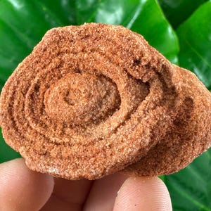 Stromatolite from Morocco,Fossil Specimen,Raw Stromatolite Fossil,rough fossilized algae for grounding and meditation,Moroccan Fossil,