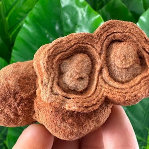Large Stromatolite from Morocco,Fossil Specimen,Raw Stromatolite Fossil,rough fossilized algae for grounding and meditation,Moroccan Fossil,