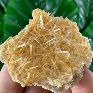 Può includere: Primo piano di un campione minerale con un gruppo di cristalli giallo-oro a forma di ago. I cristalli sono densamente impacchettati, creando una superficie strutturata. Il minerale si trova su uno sfondo verde sfocato.