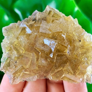 Yellow Fluorite from Moscona Mine,Spain,Mineral Specimen,Yellow Fluorite,Fluorite from Spain,Collection,Big Fluorite,