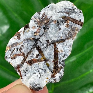 Könnte beinhalten: Ein rohes, natürliches Mineralexemplar mit einer Matrix aus weißem und grauem Stein und eingebetteten braunen und schwarzen Kristallformationen. Der grob geschnittene Stein hat eine einzigartige, unregelmäßige Form und eine strukturierte Oberfläche, die die natürliche Schönheit des Minerals zeigt.
