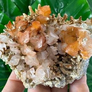 Very nice Quartz with Calcite from Krushev dol mine ,Madan,Bulgaria,Calcite Collector,crystal N539