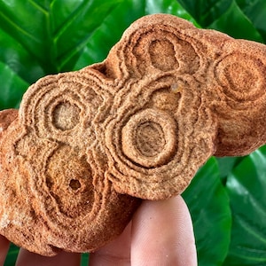 Large Stromatolite from Morocco,Fossil Specimen,Raw Stromatolite Fossil,rough fossilized algae for grounding and meditation,Moroccan Fossil,