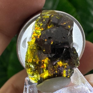 Peut inclure: Gros plan sur une pierre précieuse brute et non taillée. Le cristal est un mélange de teintes brun foncé et jaune-vert vif, avec une qualité translucide. La pierre est montée sur un support clair incliné, tenue par une main.