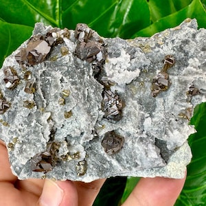 May include: A cluster of brown and black crystals embedded in a gray and white matrix. The crystals have a sharp, geometric shape and are surrounded by smaller, golden crystals.