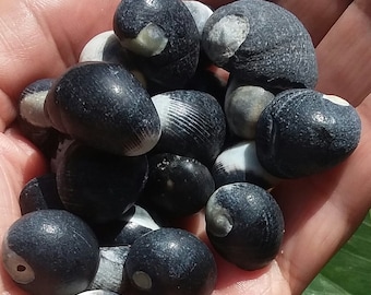 20 Black Nerites Seashells - Seashells - Australian Seashells -  Seashell Craft - Seashell Decor - Natural Shells - Small Seashells