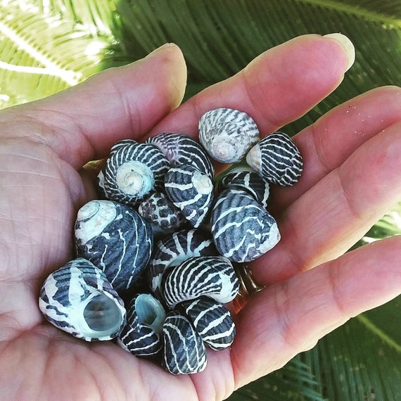 Zebra Top Seashells 50 Grams - Seashells - Australian Seashells