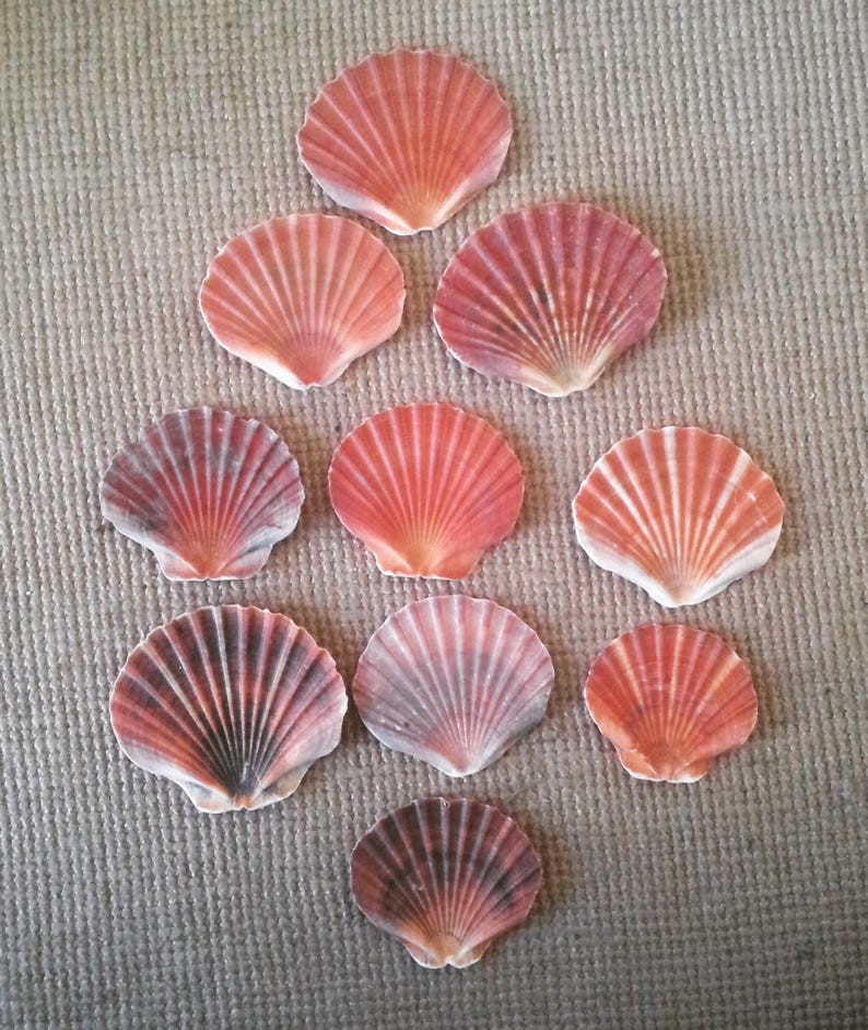 10 Fan Shells Seashells Australian Seashells Seashell Etsy
