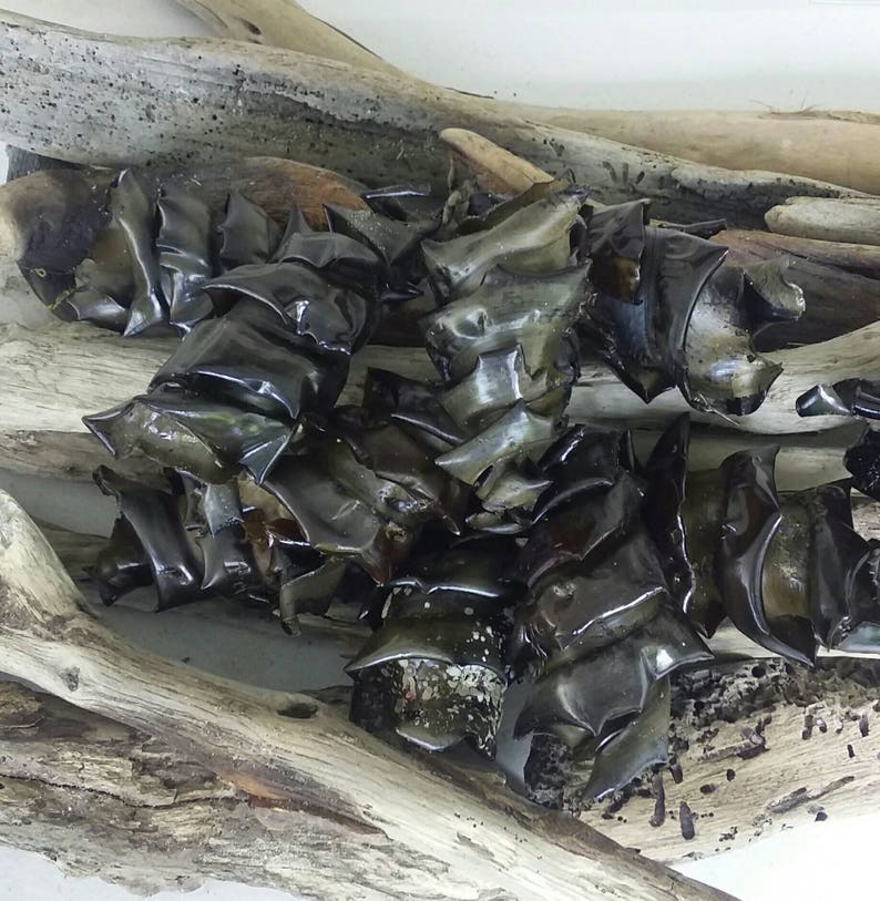 2 x Real Shark Egg Case Mermaid's Purse Egg Case Etsy