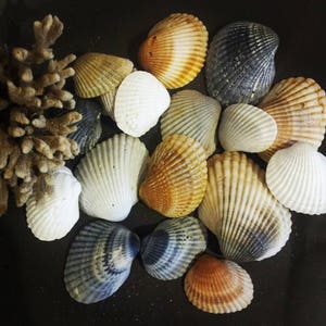 10 Cardita Seashells - Ark Seashells - Australian Seashells -  Seashell Craft - Seashell Decor - Natural Shells