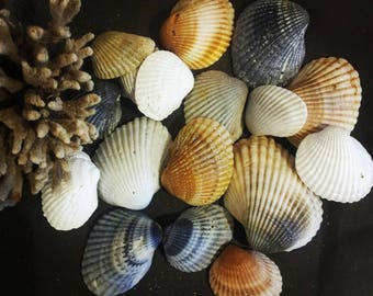 10 Cardita Muscheln - Arche Muscheln - Australische Muscheln - Muscheln - Muscheln Dekor - Natürliche Muscheln