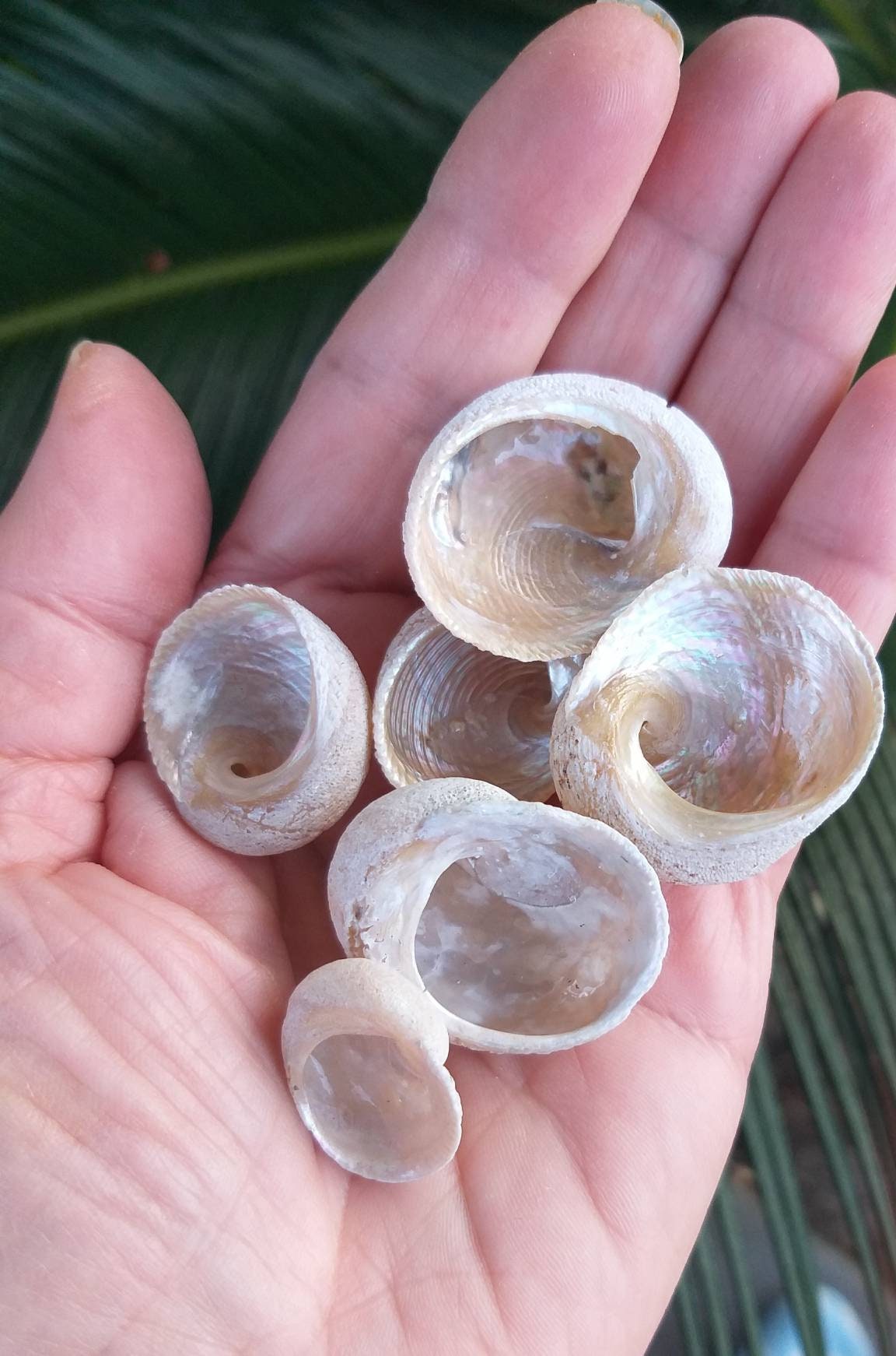 20 Babys Ear Seashells Moon Snail Seashells Australian Etsy Australia