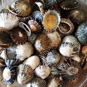 10 Limpet Seashells - Seashells - Australian Seashells -  Seashell Craft - Seashell Decor - Natural Shells