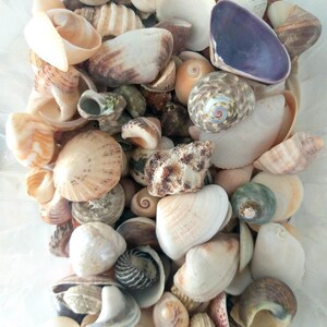 May include: A collection of assorted seashells in various shapes, sizes, and textures. The assortment includes spiral, bivalve, and conch shells in shades of white, cream, tan, brown, grey, and a single prominent deep purple interior shell.