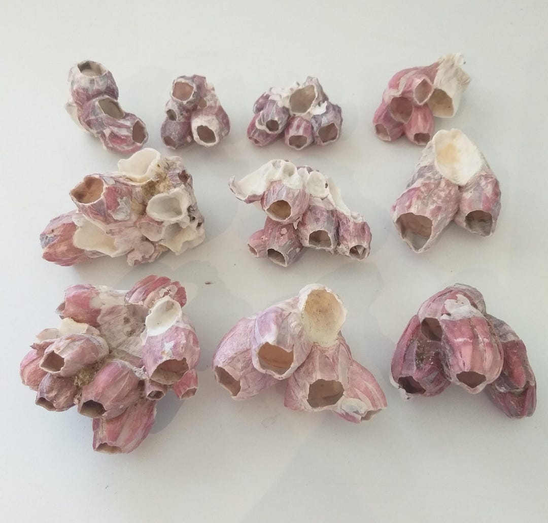 10 Barnacle Clusters - Natural Coral Aquarium Fish Tank Ornament ...