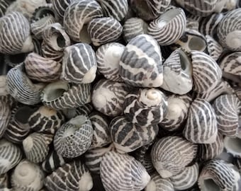 May include: A collection of small, white and black striped seashells. The shells are arranged in a pile, with some overlapping.