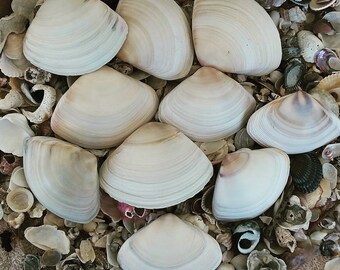 10 pcs Clam Shells - Seashells - Australian Seashells -  Seashell Craft - Seashell Decor - Natural Shells - Nautical Decor