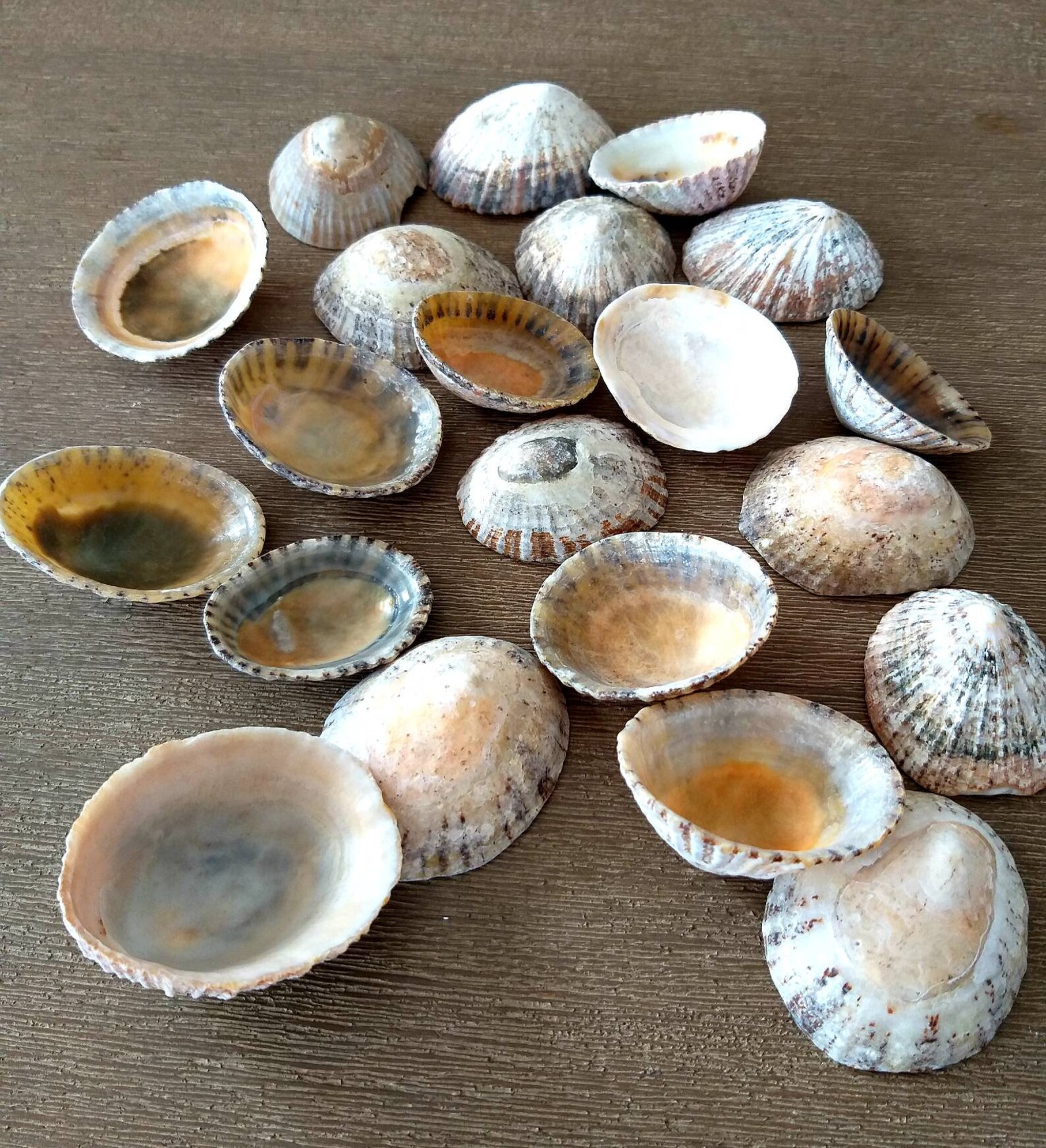 5 Large Limpet Seashells Seashells Australian Seashells Etsy