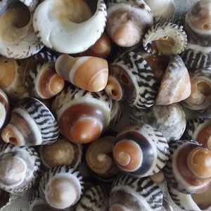 30 Periwinkle Seashells - Seashells - Australian Seashells -  Seashell Craft - Seashell Decor - Natural Shells - Small Seashells