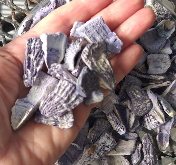 貝殻の装飾品 白色と薄紫色 貝殻の装飾品 白色と薄紫色 貝殻の装飾品 白色と薄紫色