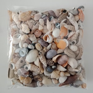 May include: A clear plastic bag filled with a variety of small, natural seashells in shades of white, beige, tan, brown, gray, and orange. The collection includes spiral, cone, and bivalve shells of various shapes and textures packed together.