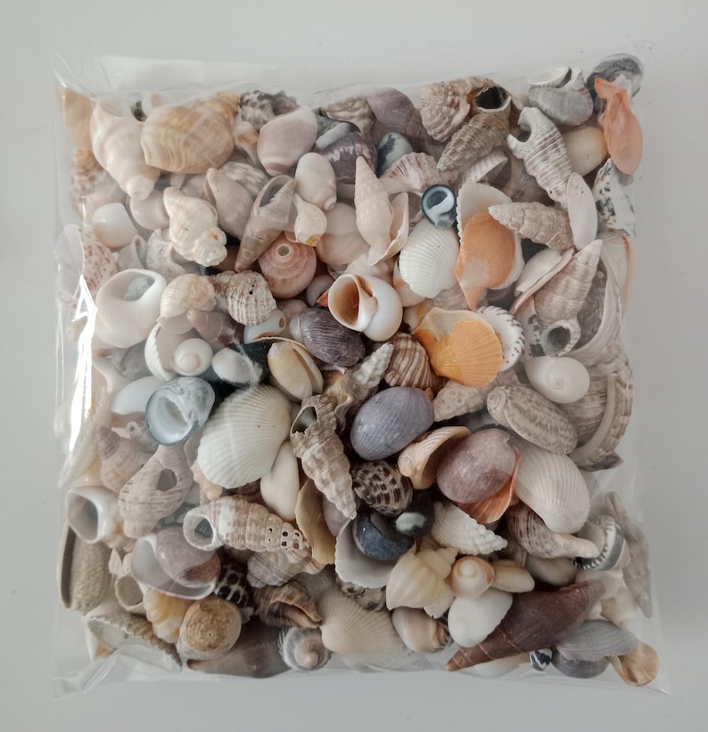 May include: A clear plastic bag filled with a variety of small, natural seashells in shades of white, beige, tan, brown, gray, and orange. The collection includes spiral, cone, and bivalve shells of various shapes and textures packed together.