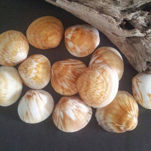 10 Bitter Süße Muscheln - Muscheln - Australische Muscheln - Muschel Handwerk - Muschel Dekor - Natürliche Muscheln