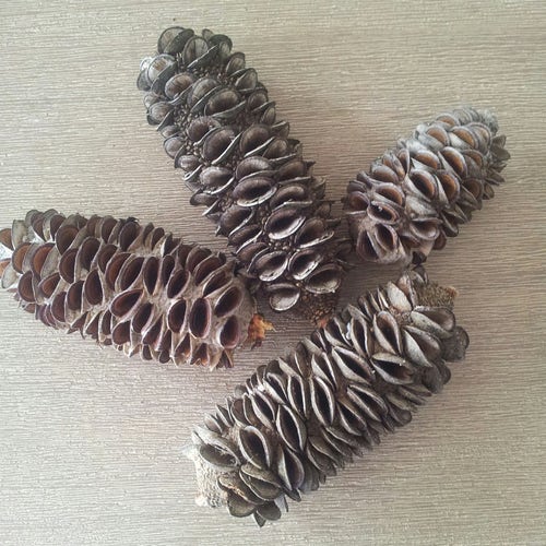 9 Banksia Pods, Craft, Art Prop,Banksia Cone Decorations, Unique Decor, Banksia Crafts, Photo Prop, Australian Decorations, Australia Craft