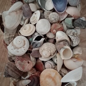 May include: A collection of various seashells in diverse shapes, sizes, and textures. The assortment includes spiral, bivalve, and conical shells in shades of white, cream, tan, brown, grey, and hints of purple, scattered together in a dense pile.
