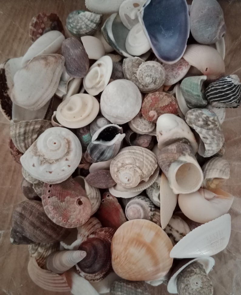 May include: A collection of various seashells in diverse shapes, sizes, and textures. The assortment includes spiral, bivalve, and conical shells in shades of white, cream, tan, brown, grey, and hints of purple, scattered together in a dense pile.