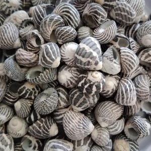 30 Zebra Top Seashells - Seashells - Australian Seashells -  Seashell Craft - Seashell Decor - Natural Shells - Small Seashells