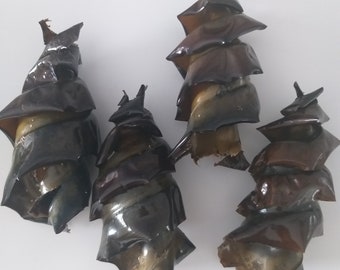 Caja de huevo de tiburón real - Bolso de sirena - Caja de huevo - Caja de huevo de tiburón australiano - Caja de tiburón Port Jackson - Cápsula de huevo de tiburón
