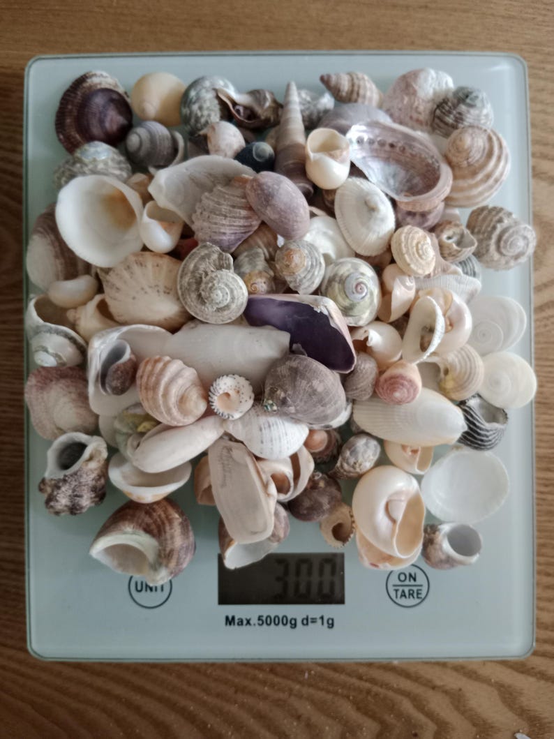 May include: A collection of various seashells in shades of white, beige, brown, and grey piled on a digital kitchen scale. The scale display shows a weight of 300 grams, with a maximum capacity of 5000 grams and a graduation of 1 gram.