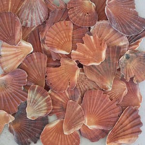 10 Fächer Muscheln Fragmente - Muscheln - Australische Muscheln - Muschel Dekor - Muschel Dekor