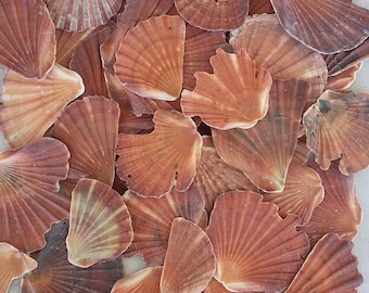 10  Fan Shell Fragments - Seashells - Australian Seashells -  Seashell Craft - Seashell Decor - Natural Shells