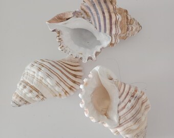 3 x Triton Shells Imperfect, Large Triton Shells, Rustic shell Decor, aquarium shells