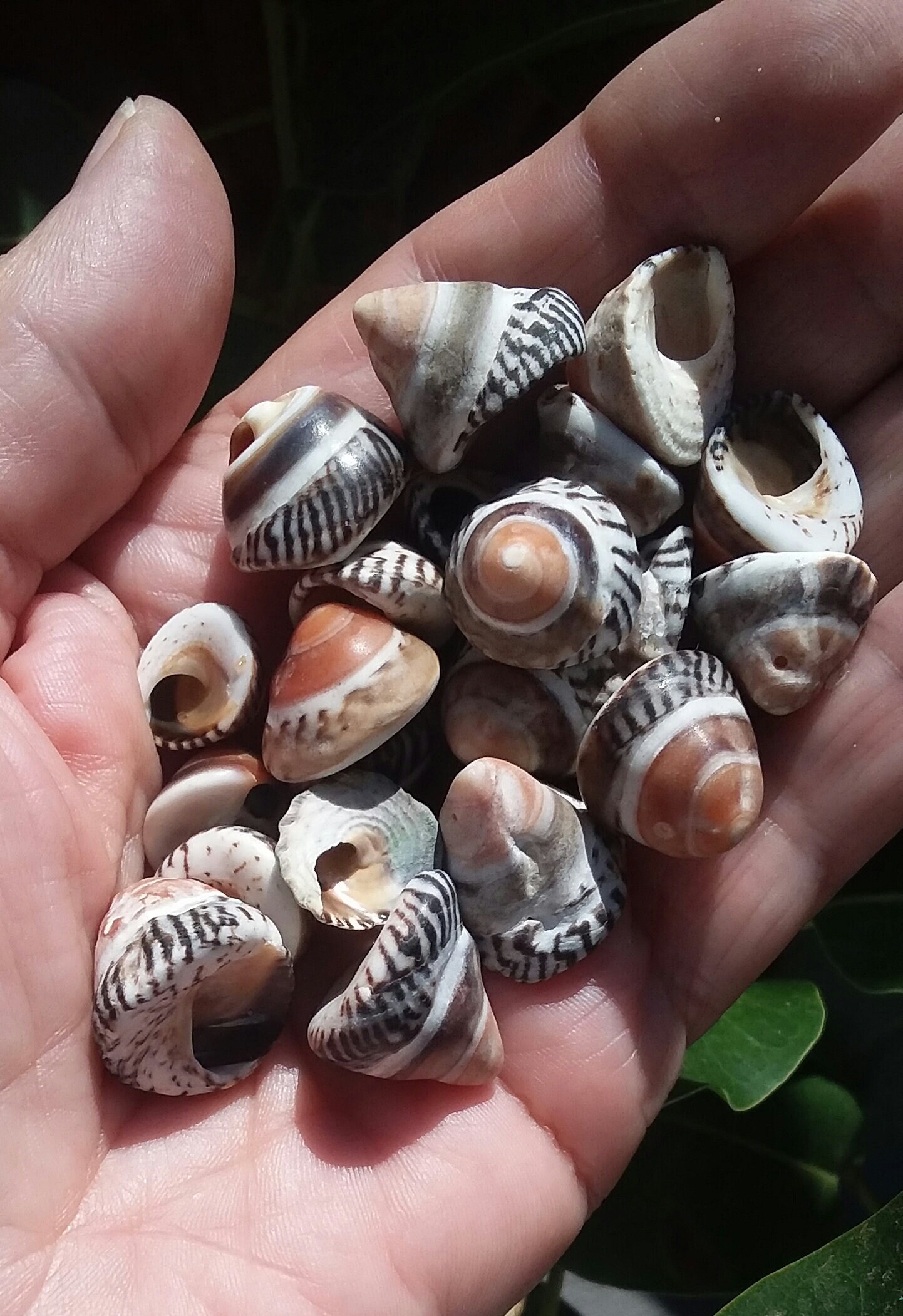 Periwinkle Turban Shell Raspberry 100 Periwinkle Seashells - Seashells - Australian Seashells - Seashell ...