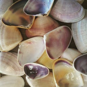 10 Pipi Seashells - Seashells - Australian Seashells -  Seashell Craft - Seashell Decor - Natural Shells