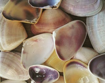 10 Pipi Seashells - Seashells - Australian Seashells -  Seashell Craft - Seashell Decor - Natural Shells
