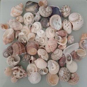 May include: A collection of various sea shells in shades of white, beige, brown, and grey. The assortment includes spiral-shaped shells, conch-like shells, and rounded bivalves with diverse textures, patterns, and sizes scattered across the frame.