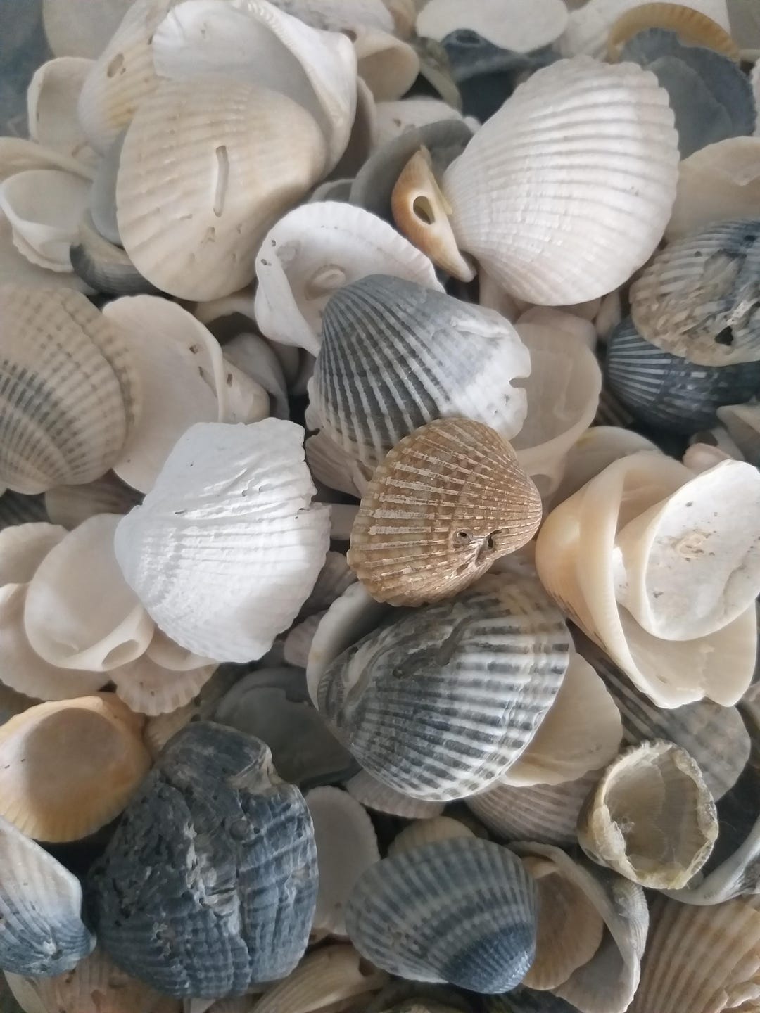 300 Grams Imperfect Cardita Seashells - Ark Clam Seashells - Australian ...