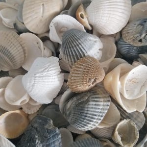 300 grams Imperfect Cardita Seashells - Ark Clam Seashells - Australian Seashells -  Seashell Craft - Seashell Decor - Natural Shells