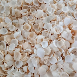 May include: A close-up of a collection of small, white and cream seashells. The shells vary in size and form, with a smooth, glossy surface. The shells are arranged in a random pattern, creating a natural, organic texture.
