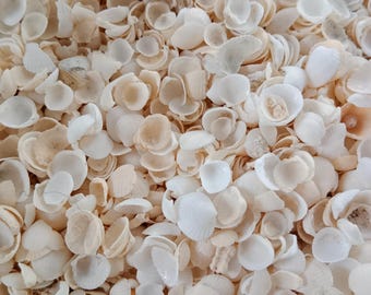 100 grams Tiny White Cockle Shells - Fragments- Seashells - Australian Seashells -  Seashell Craft - Seashell Decor - Natural Shells