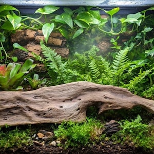 May include: A terrarium with lush greenery, including ferns, moss, and vibrant plants with red accents. A large piece of driftwood spans the center, creating a naturalistic habitat. The glass enclosure provides a clear view of the miniature ecosystem.