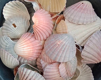 350 grams Imperfect Scallop Shells - Seashells - Australian Seashells -  Seashell Craft - Seashell Decor - Natural Shells - Nautical Decor