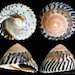 20 Periwinkle Seashells - Seashells - Australian Seashells - Seashell ...