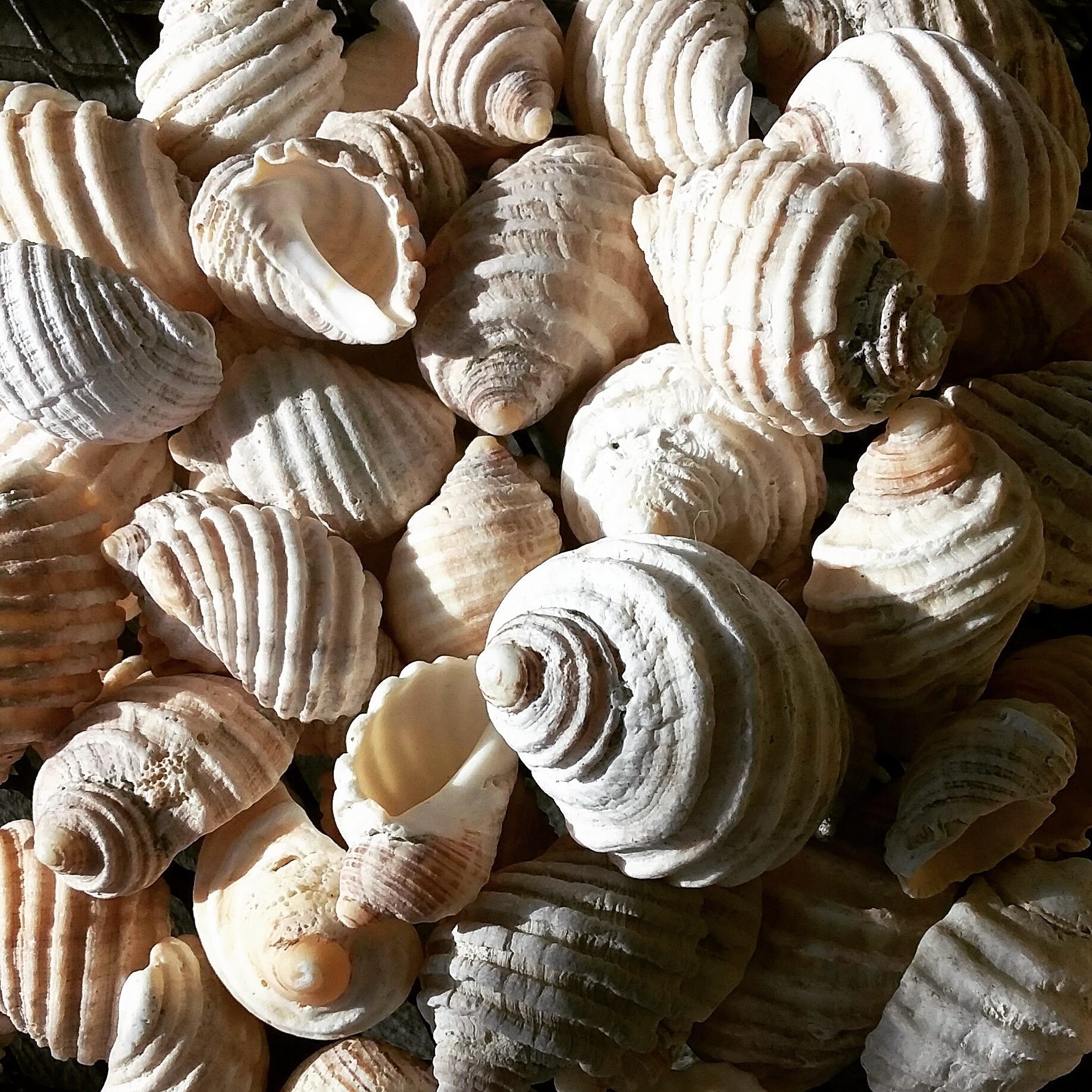 50 Small Natural Spiral Seashell, Spiral Sea Shell Bead, Bulk