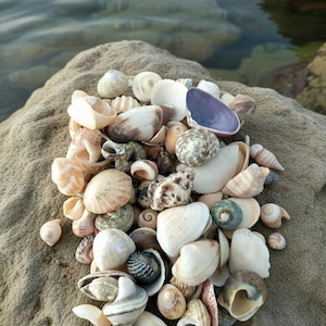 May include: A collection of various seashells in shades of white, beige, brown, grey, and purple. The shells vary in size and shape, including spiral, bivalve, and conical forms, clustered together in a dense pile on a textured, light brown rock.
